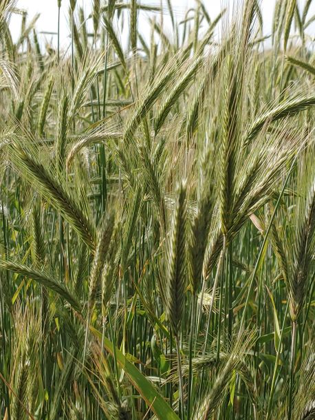 Photo Credit: Catoctin Creek Distilling Company