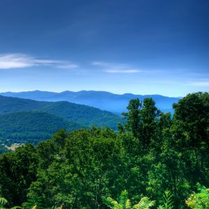Virginia Life