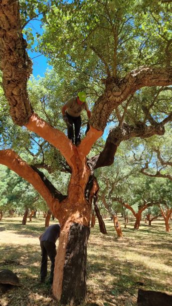 Cork Forest Harvest